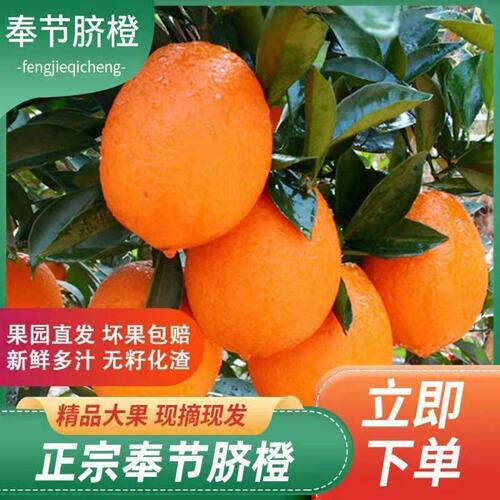 重庆奉节脐橙子正宗当季