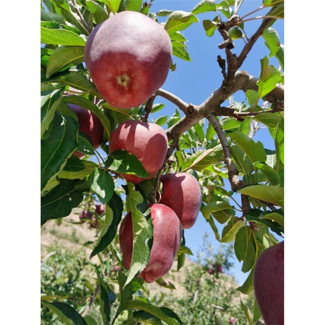 甘肃天水花牛苹果10斤12斤整箱包邮脆粉两吃苹果果农直发,包装,水果包装,淘宝优惠券,粉丝福利购,淘宝优惠卷