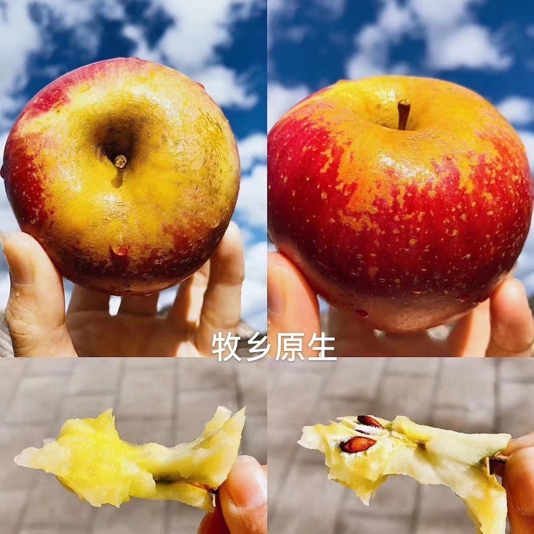 丑苹果冰糖心云南拉市海丽江玉龙雪山中罗雪苹果新鲜现摘礼盒顺丰