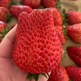 【送货上门】正宗山东谭格庄草莓礼盒送人新鲜水果现摘现发丹东99