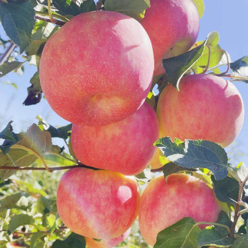 秦脆苹果水果20枚脆甜整箱礼盒送礼好物