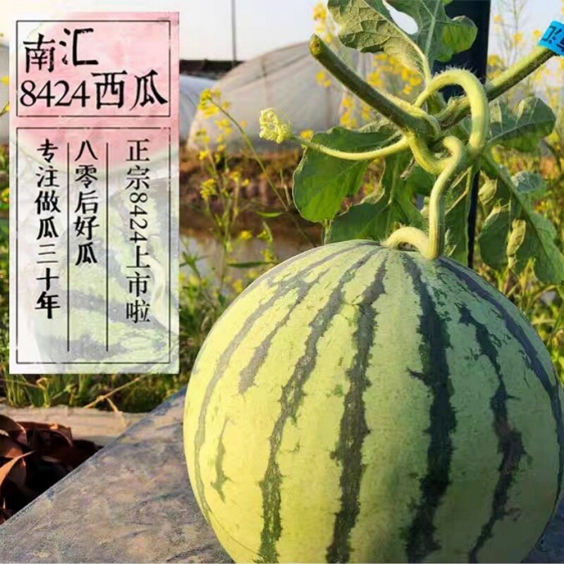 正宗上海南汇8424黑籽原
