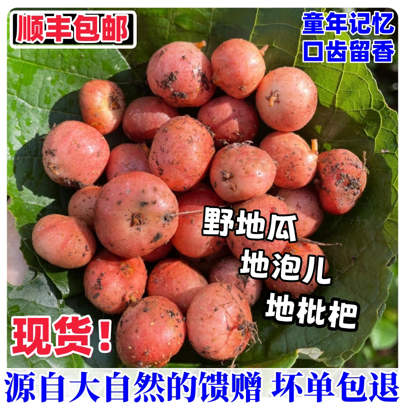广东野地瓜果子野生小新