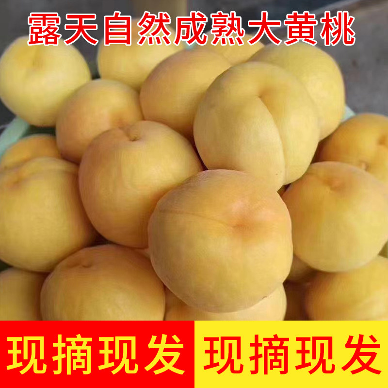 山东蒙阴黄桃鲜果临沂高