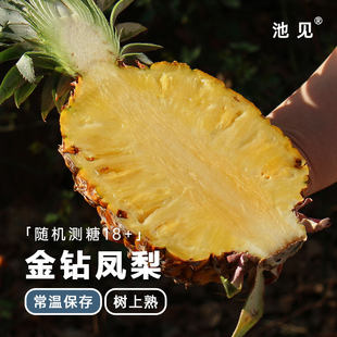 池见 海南冬蜜金钻凤梨当季新鲜火焰山无眼无子手撕凤梨香水菠萝