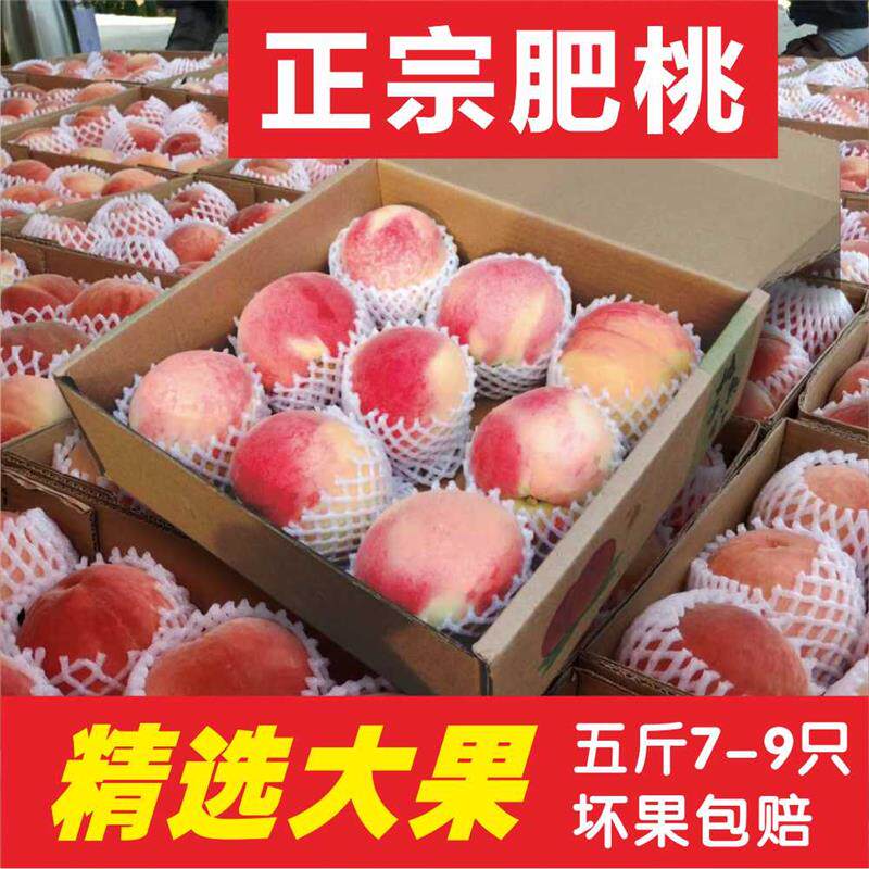 山东肥城桃现摘新鲜桃子