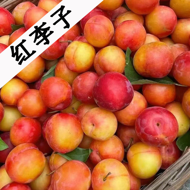 新鲜李子水果应季第一名