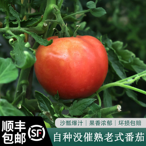 顺丰包邮苏北特产番茄新