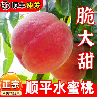 正宗顺平久保大桃北京14号桃子新鲜水蜜桃当季水果毛桃脆桃礼盒装
