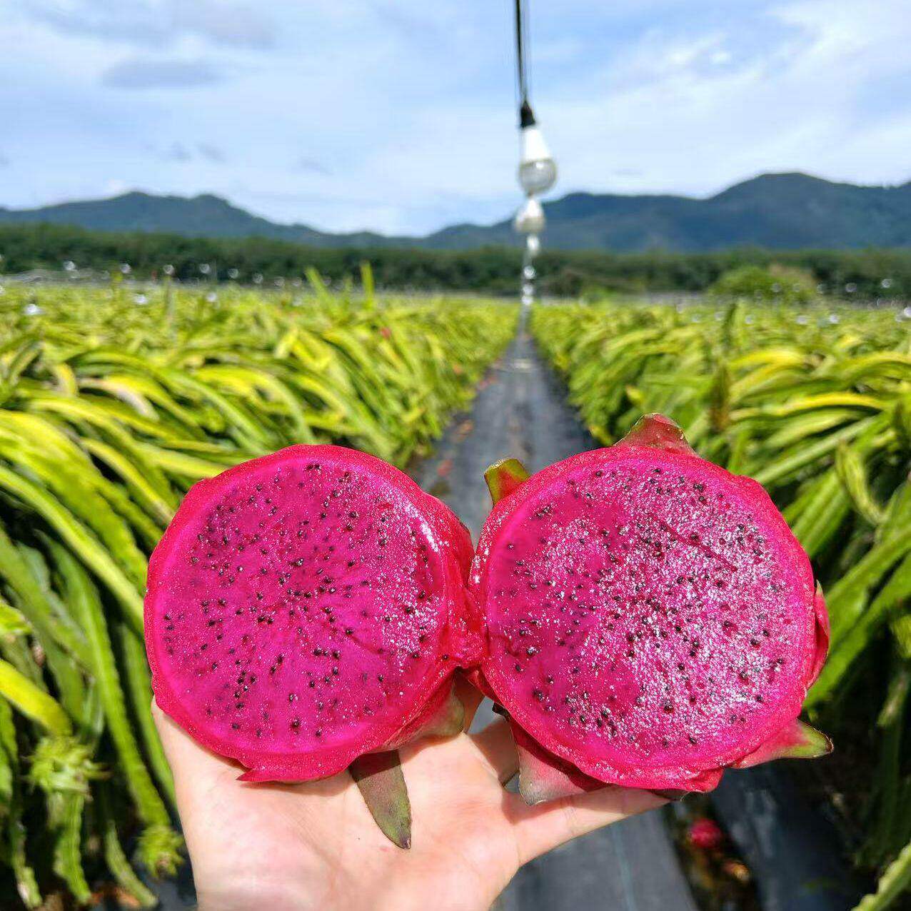 红火龙果红心超甜水果新