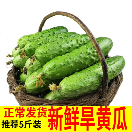 新鲜小黄瓜青瓜5斤 北方旱黄瓜沙拉蔬菜生吃水果非荷兰海阳白玉