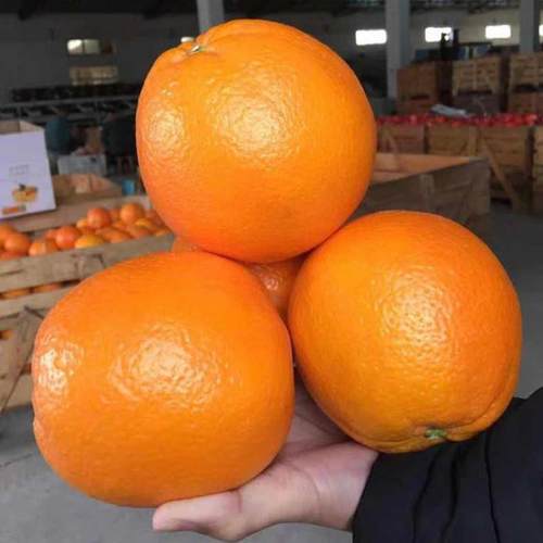 华农一科正宗赣南信丰脐橙霸王橙20斤装数量少先抢先得