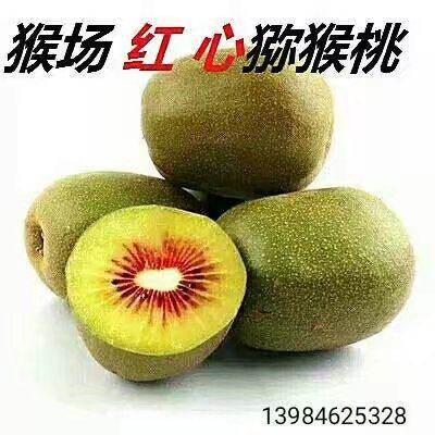 六盘水特产水城猴场红心猕猴桃特级果新鲜水果5斤水城红心猕猴桃