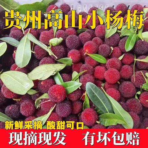 2026年新鲜杨梅鲜果采摘