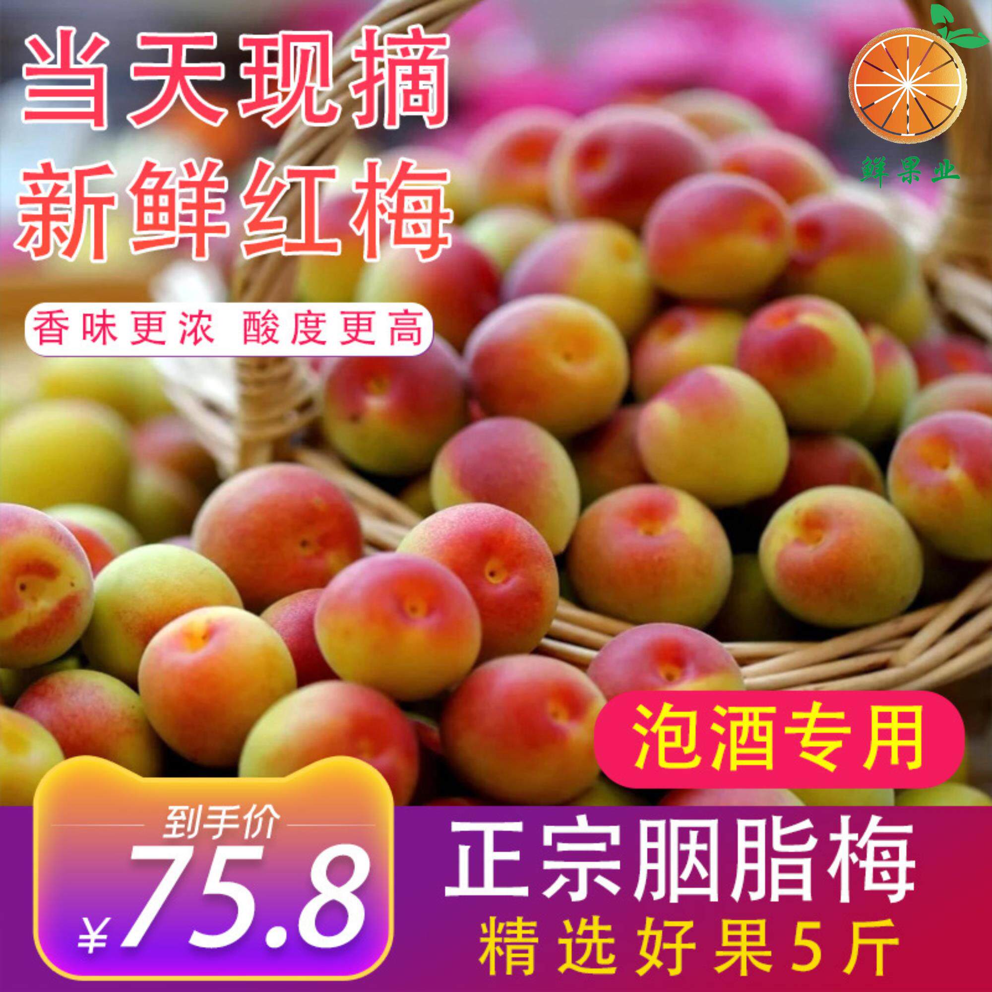 正宗云南胭脂梅红梅精品
