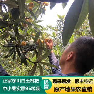 2026苏州东山白玉枇杷槎湾白沙琵琶新鲜时令中小果礼盒非西山青种