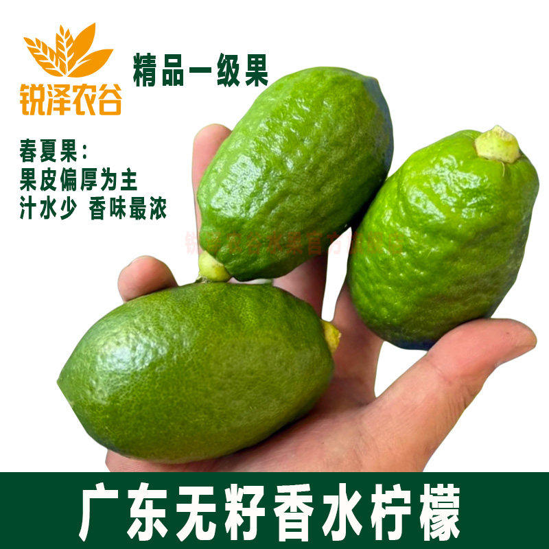 果园广东香水柠檬新鲜无