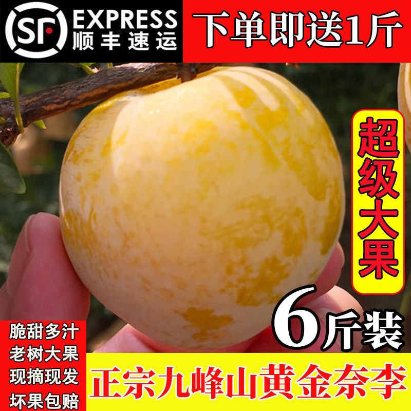 正宗乐昌九峰山黄金奈李