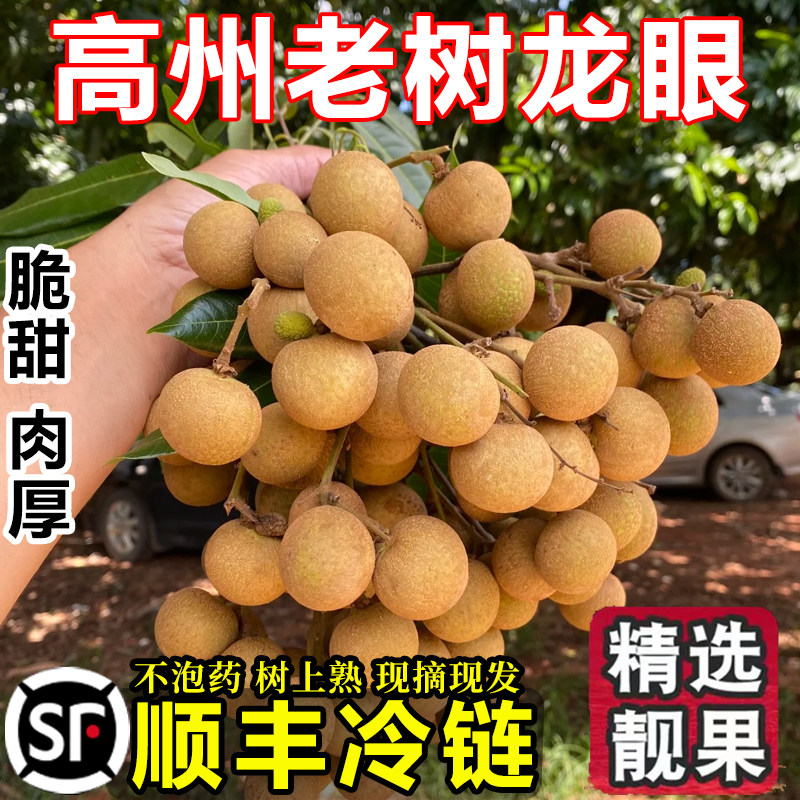 2026高州龙眼广东茂名石