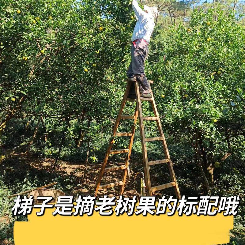 正宗德庆皇帝柑广东现摘老树皇妃贡柑时令应季新鲜水果非橙桔子