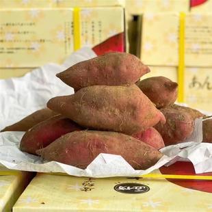 海南安纳芋地瓜5斤礼盒装软糯香甜烤红薯富硒板栗蜜薯黄心番薯