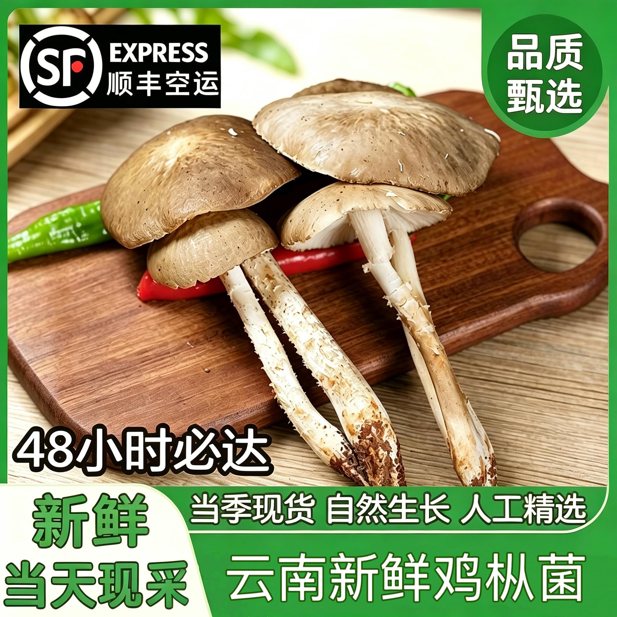 云南野生鸡枞菌新鲜当季