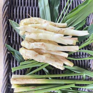 新鲜生姜仔姜芽农家自种生姜仔姜芽
