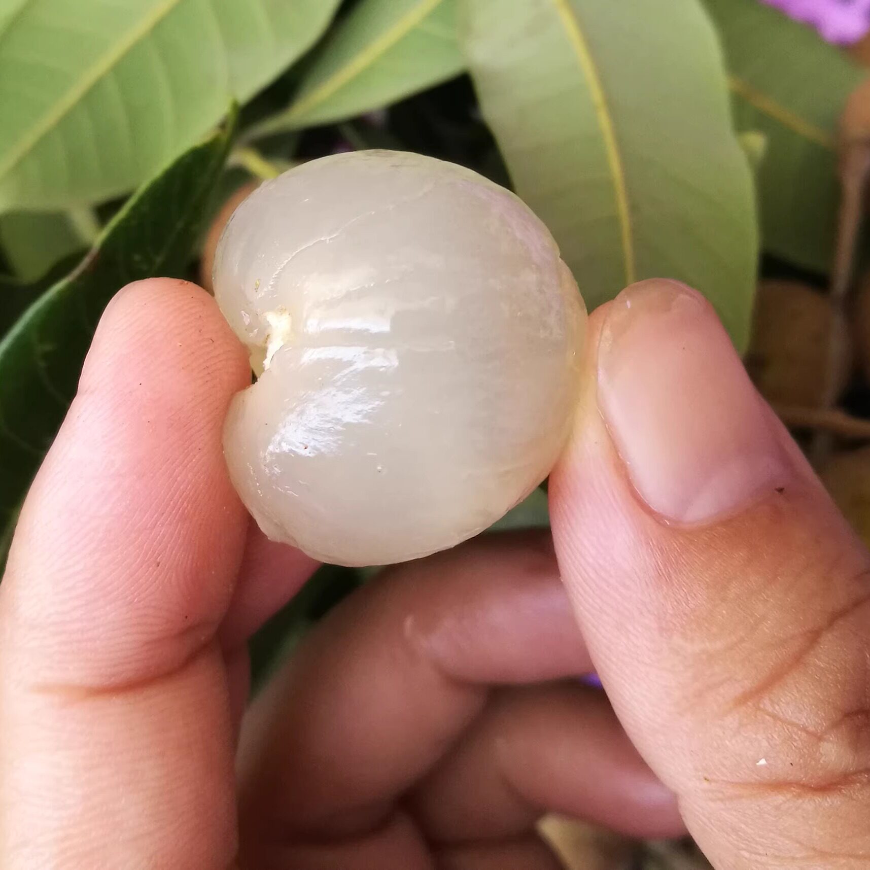 新鲜龙眼储良现摘现发石