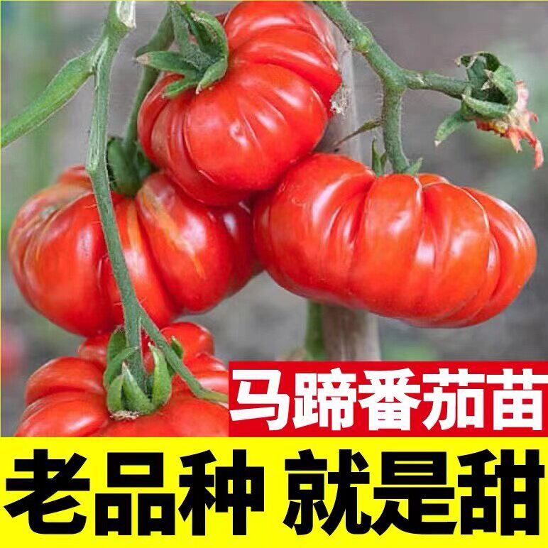 新鲜沙瓤老品种土番茄露