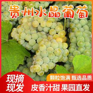 贵州特产水晶葡萄 农家自种葡萄新鲜水果绿葡萄 息烽红岩水晶葡萄