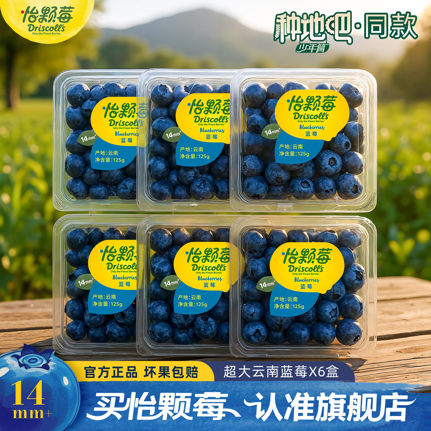 【种地吧同款】Driscoll's怡颗莓云南蓝莓新鲜水果中果125g*6盒,包装,水果包装,淘宝优惠券,粉丝福利购,淘宝优惠卷