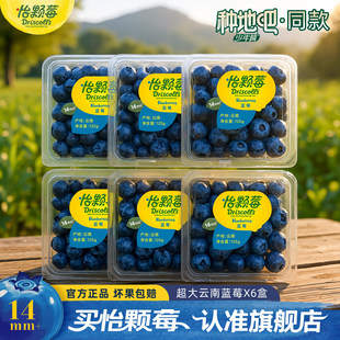 【种地吧同款】Driscoll's怡颗莓云南蓝莓新鲜水果中果125g*6盒