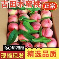 正宗古田水蜜桃白凤桃新鲜水果当季现摘脆甜桃福建宁德桃子礼盒装