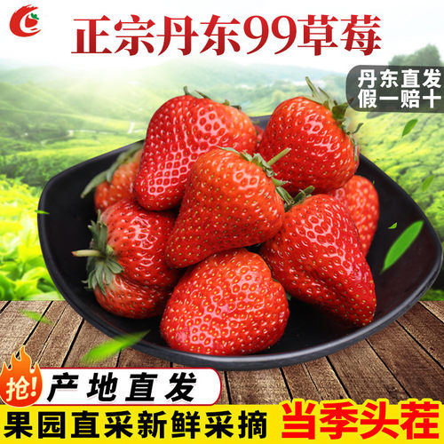 丹东九九草莓大果高端牛奶99草莓鲜果应季红颜草莓