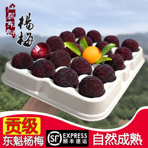 大果正宗仙居东魁杨梅乒