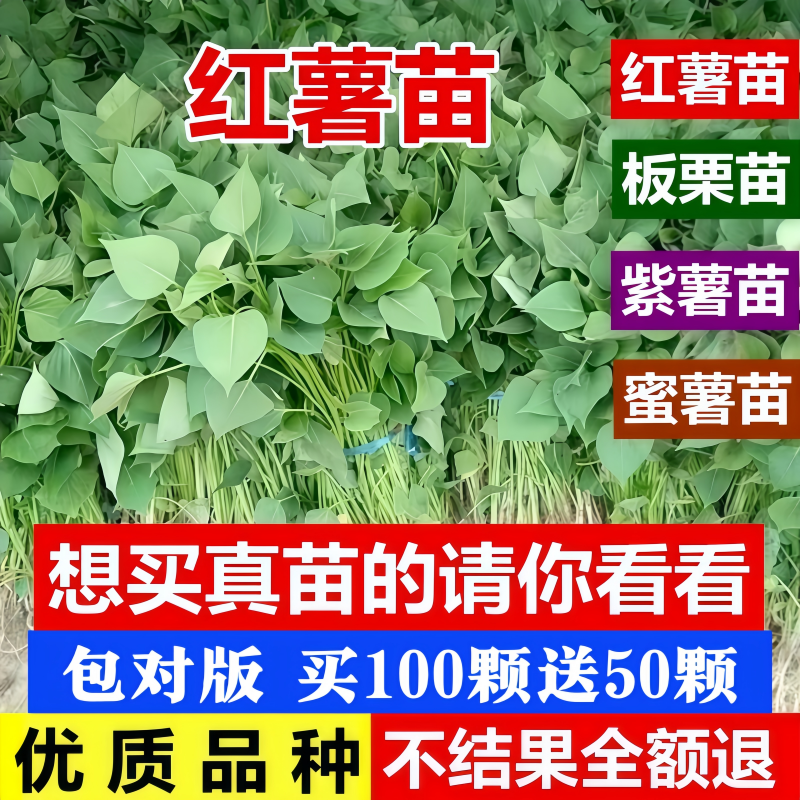 红薯苗地瓜苗紫板栗西烟