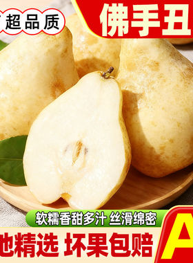山东正宗中华佛手丑梨新