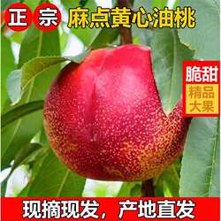 正宗砀山黄心麻点油桃新鲜油桃应季新鲜水果黄心油桃子现摘现发孕