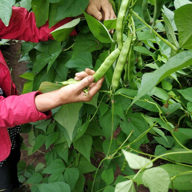 东北农家油豆角现摘豆角小油新鲜蔬菜勾勾黄豆角无农药种植包邮