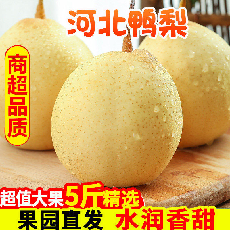 正宗河北大鸭梨新鲜水果1