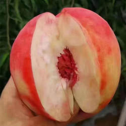 北京14号早14离核桃水果平谷大桃甜桃北京水蜜桃脆桃礼盒装包邮