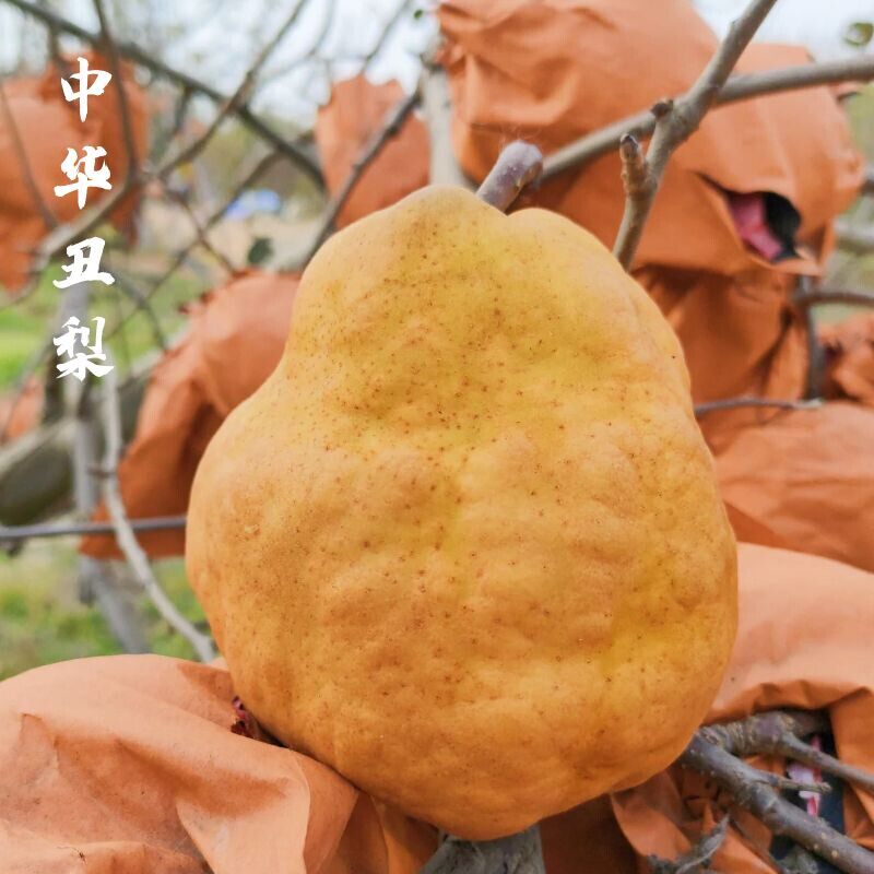 山东烟台中华丑农家梨太婆梨现摘啤梨软梨新鲜5当季孕妇水果10斤