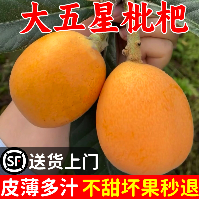 四川攀枝花大五星枇杷米