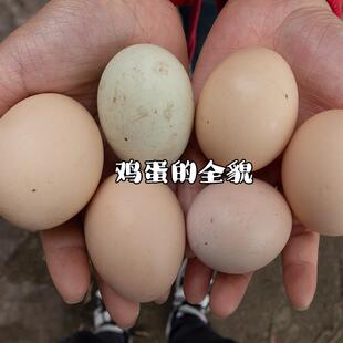正宗农家散养新鲜土鸡蛋初生蛋纯粮喂养走地鸡蛋自养林下散养30枚