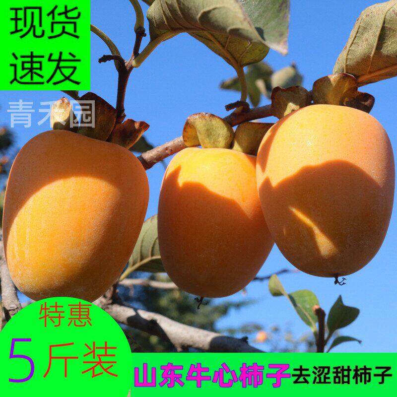 山东牛心柿子现摘新鲜水果柿饼芒果甜脆柿子软糯柿去涩长柿子包邮