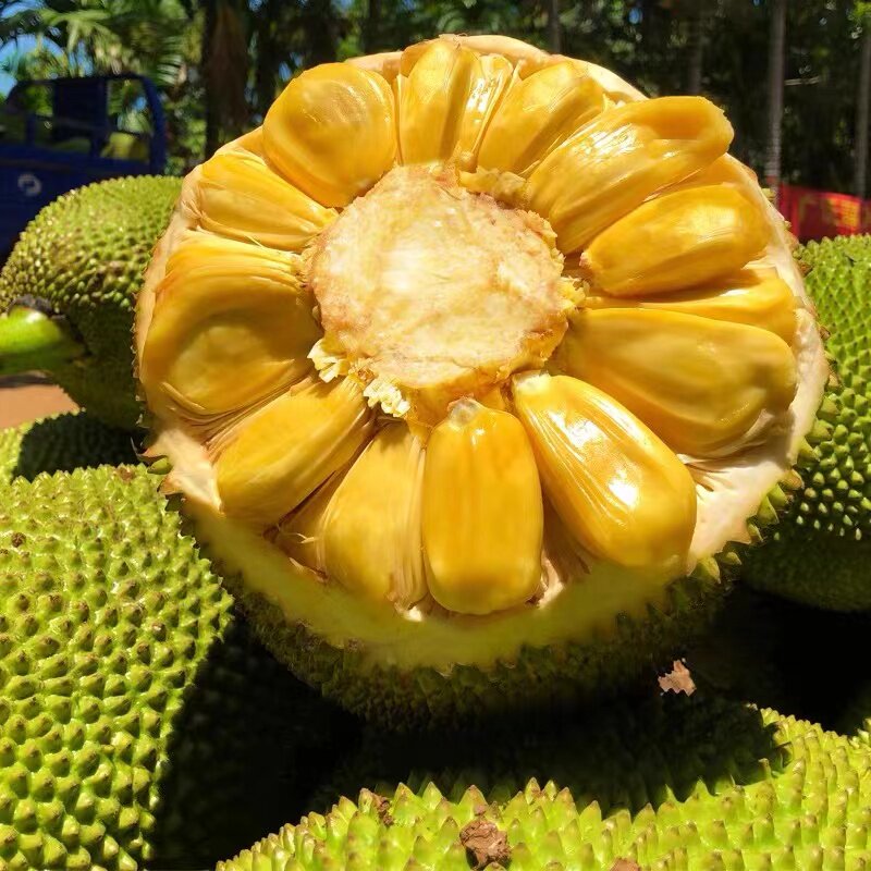 正宗海南菠萝蜜一整个新鲜水果包邮当季三亚干苞黄肉波罗密整箱