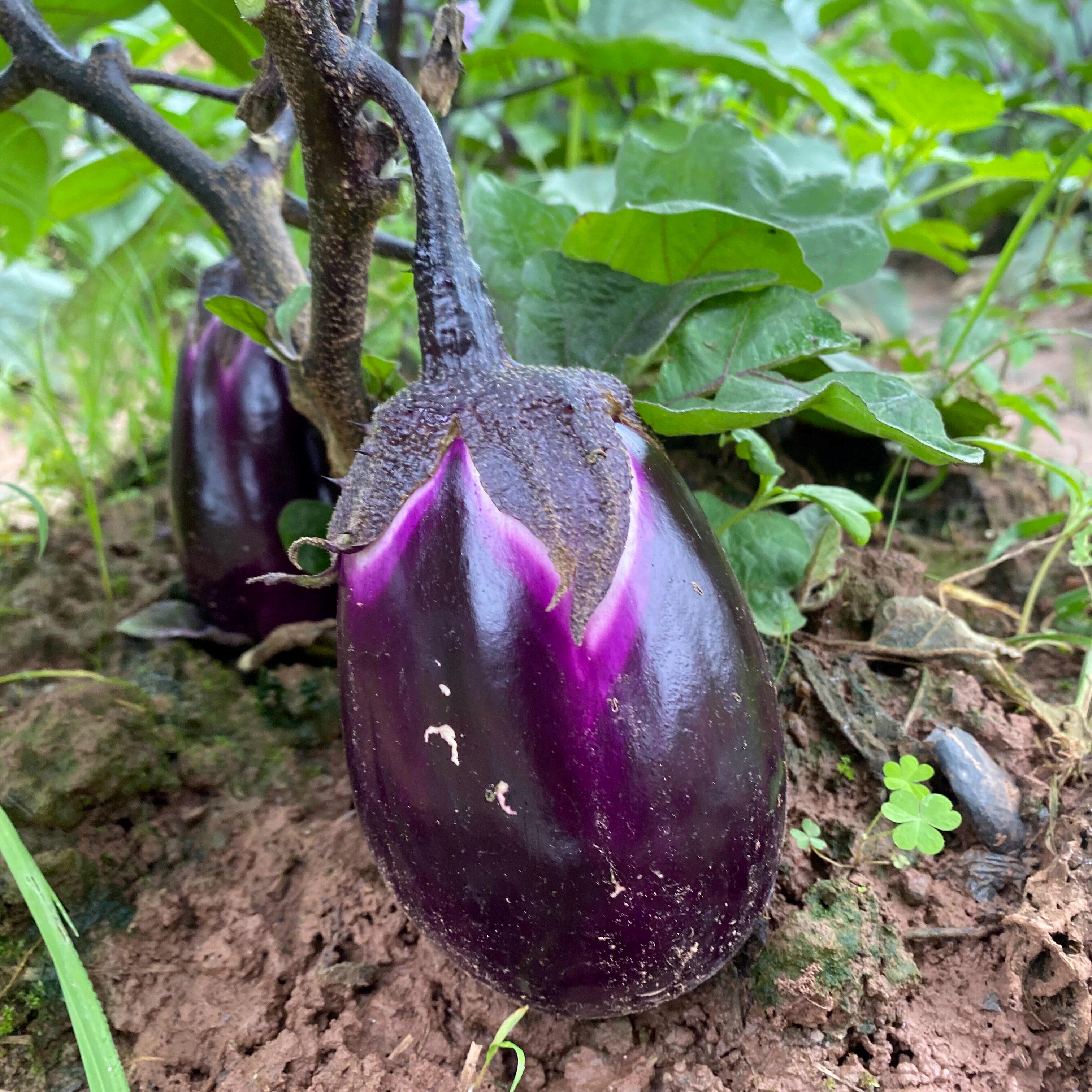 湖南衡阳本地新鲜茄子农