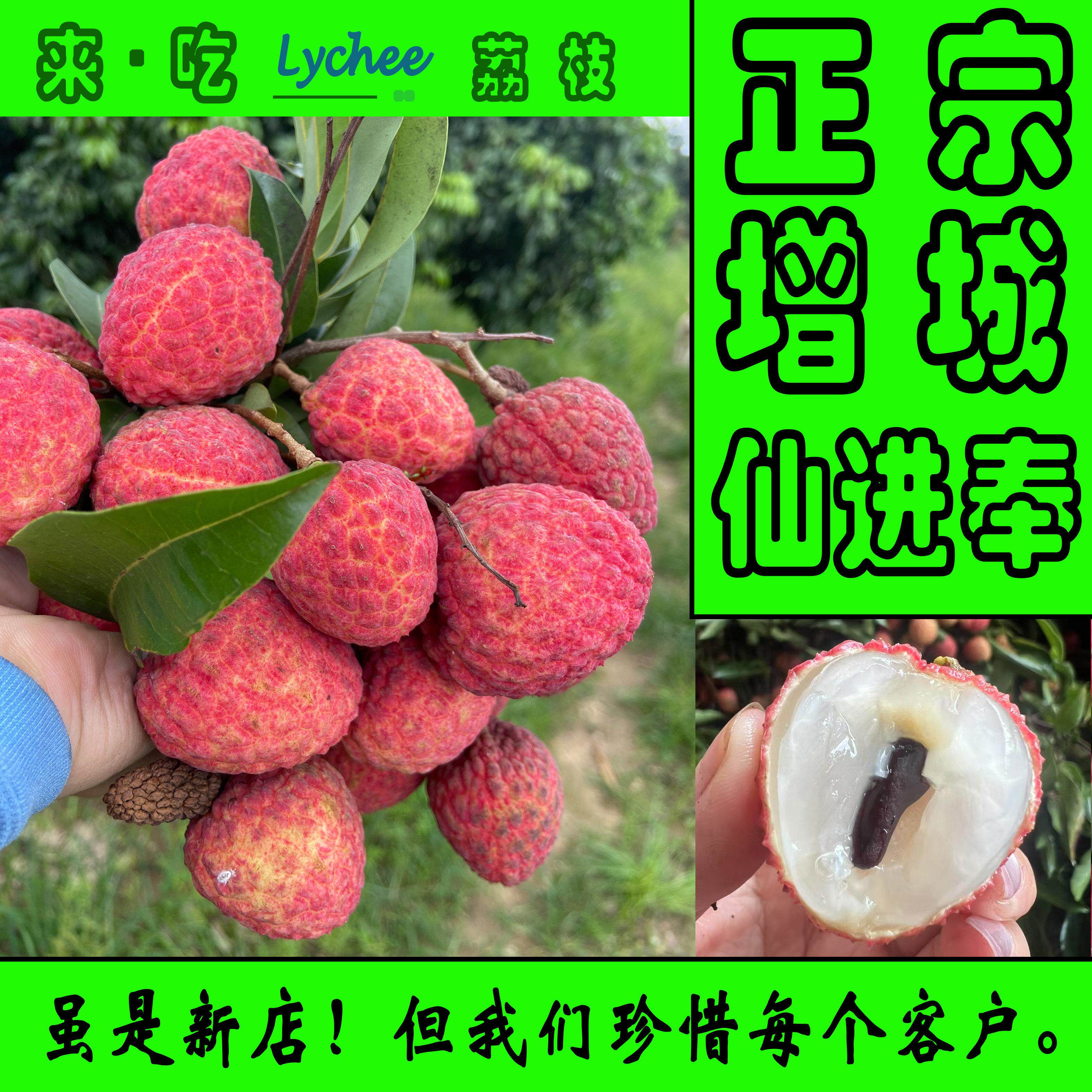 正宗增城仙进奉荔枝自家