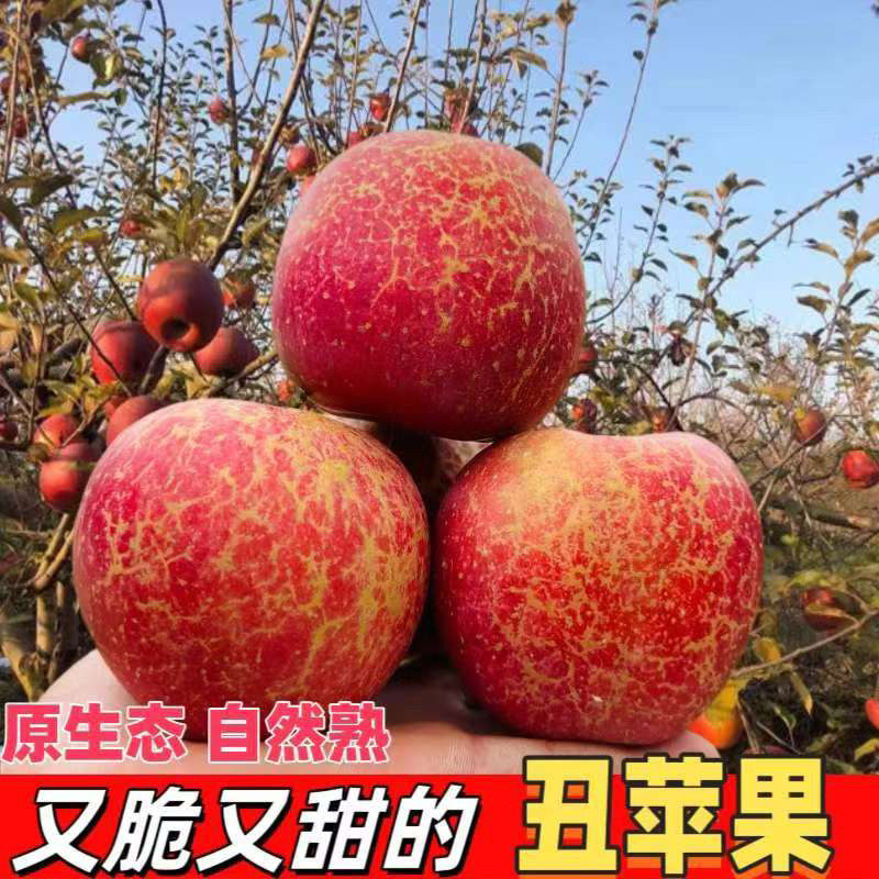 云南昭通苹果冰糖心丑苹果孕妇新鲜水果当季现摘脆甜整箱