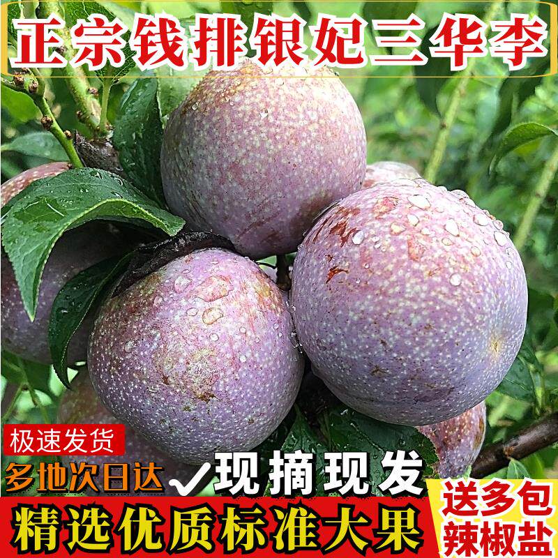 李子新鲜水果正宗信宜钱